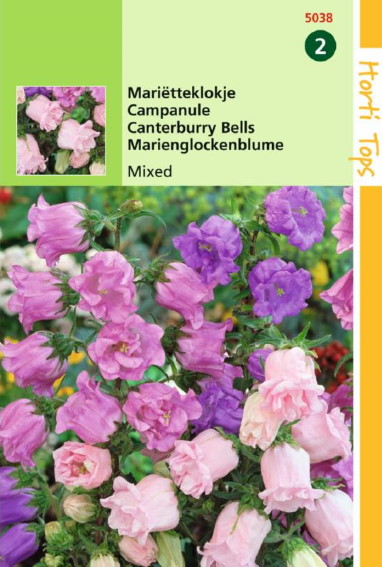 Canterbury Bells (Campanula medium) 1600 seeds HT
